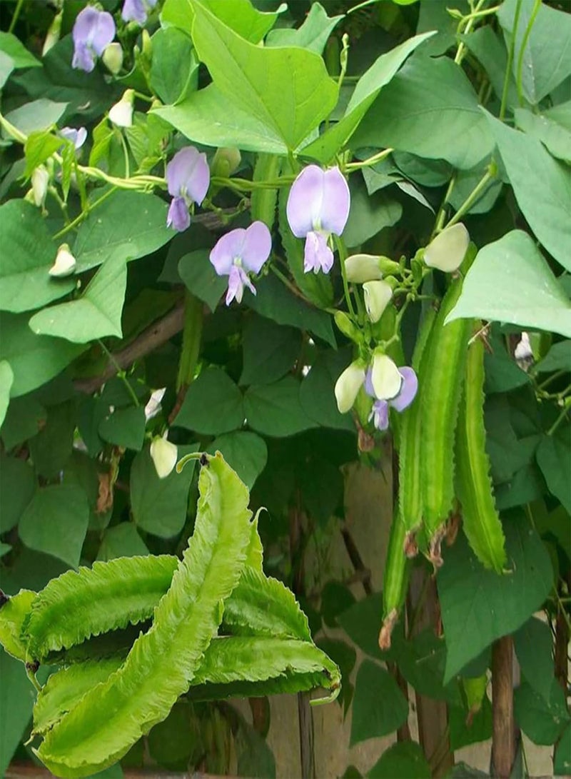 GGOOT Flower Seeds,200Pcs/Bag Winged Bean Seeds Edible Flowering Fast Growing High Germination Bean Seeds for Yard Green - Image 3