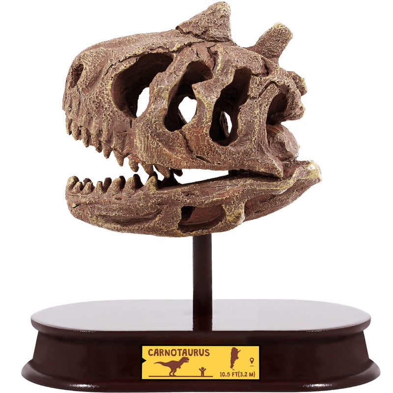 ArtCreativity مجموعة حفر الديناصورات من آرت كرييتيفيتي للأطفال - مجموعة حفر جمجمة الكارنتوروس مع أدوات حفر الف fossils ووقوف - لعبة تعليمية ممتعة للأطفال الأولاد والبنات - Image 3