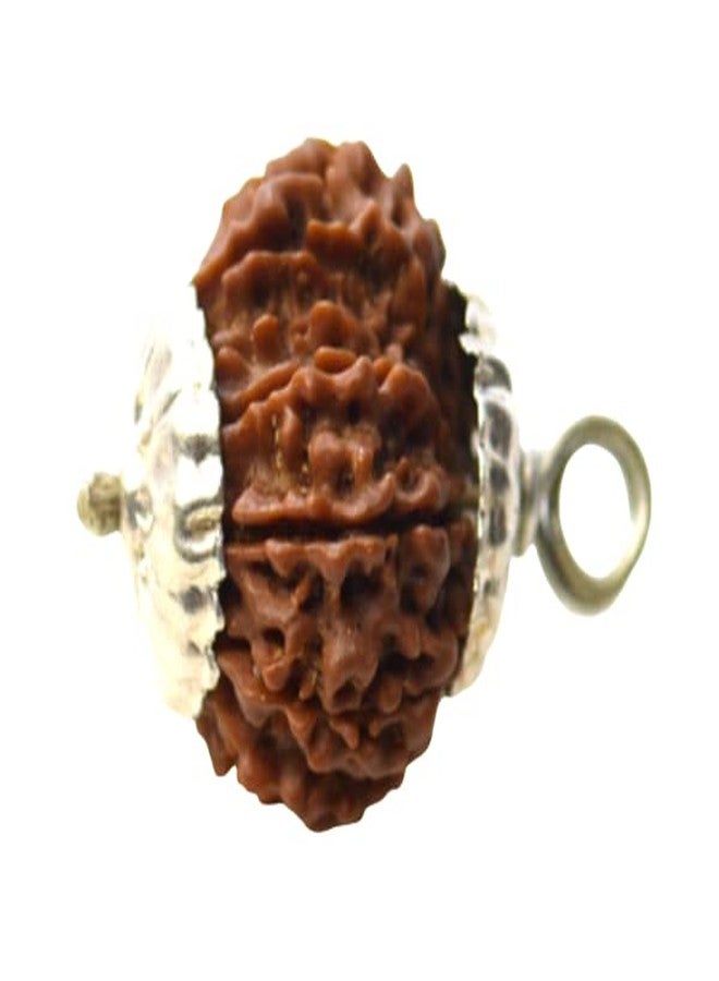 IRIS GEMS 12 Face Rudraksha Original Certified 12 Mukhi Rudraksha Nepal Natural Twelve Faced बारह मुखी नेपाली Bara Mukhi Rudraksha 12 मुखी रुद्राक्ष Barah Mukhi Rudraksha by IRIS GEMS - Image 2