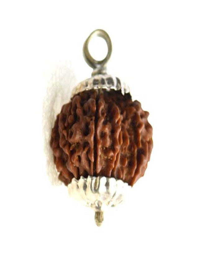 IRIS GEMS 12 Face Rudraksha Original Certified 12 Mukhi Rudraksha Nepal Natural Twelve Faced बारह मुखी नेपाली Bara Mukhi Rudraksha 12 मुखी रुद्राक्ष Barah Mukhi Rudraksha by IRIS GEMS - Image 1