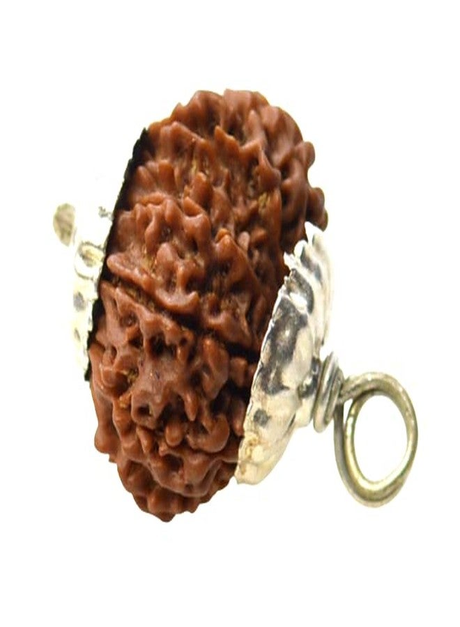 IRIS GEMS 12 Face Rudraksha Original Certified 12 Mukhi Rudraksha Nepal Natural Twelve Faced बारह मुखी नेपाली Bara Mukhi Rudraksha 12 मुखी रुद्राक्ष Barah Mukhi Rudraksha by IRIS GEMS - Image 4