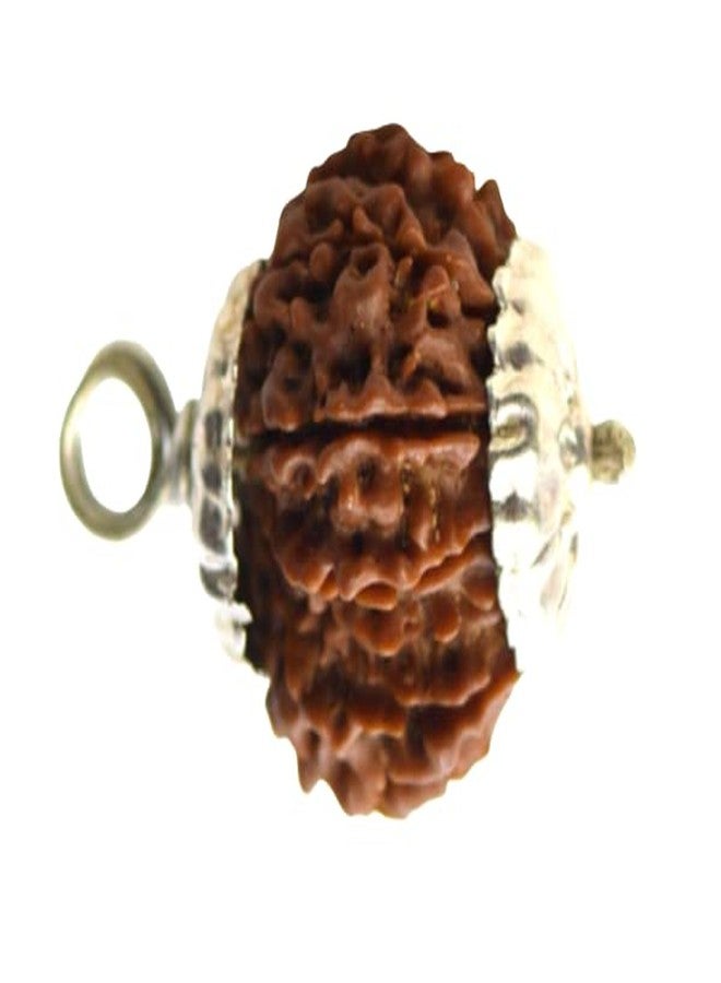 IRIS GEMS 12 Face Rudraksha Original Certified 12 Mukhi Rudraksha Nepal Natural Twelve Faced बारह मुखी नेपाली Bara Mukhi Rudraksha 12 मुखी रुद्राक्ष Barah Mukhi Rudraksha by IRIS GEMS - Image 3