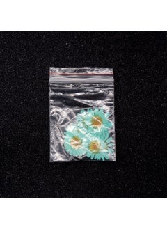 Hobizubi Dried Daisy Turquoise Blue 10 Pack  - Image 1
