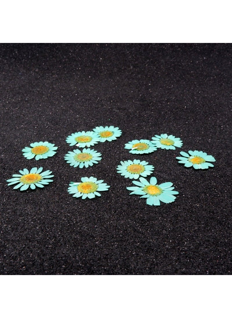 Hobizubi Dried Daisy Turquoise Blue 10 Pack  - Image 2