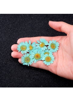 Hobizubi Dried Daisy Turquoise Blue 10 Pack  - Image 3