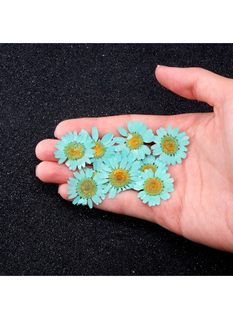 Hobizubi Dried Daisy Turquoise Blue 10 Pack  - Image 3