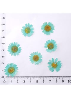 Hobizubi Dried Daisy Turquoise Blue 10 Pack  - Image 4