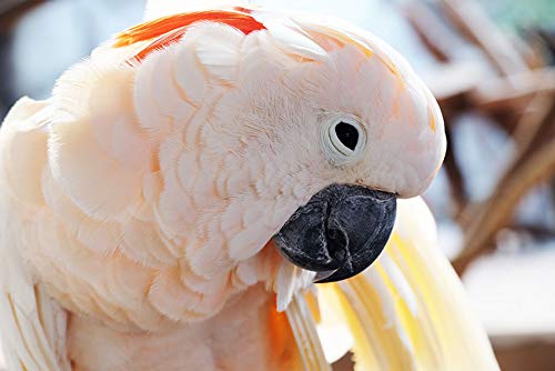 Parrots Wizard Big Parrot Food Pro Seed Mix - 31 Types of Seeds for African Grey, Macaw, Cockatoo, Indian Parrot & Large Birds – 450g (Pack of 2) - Image 5