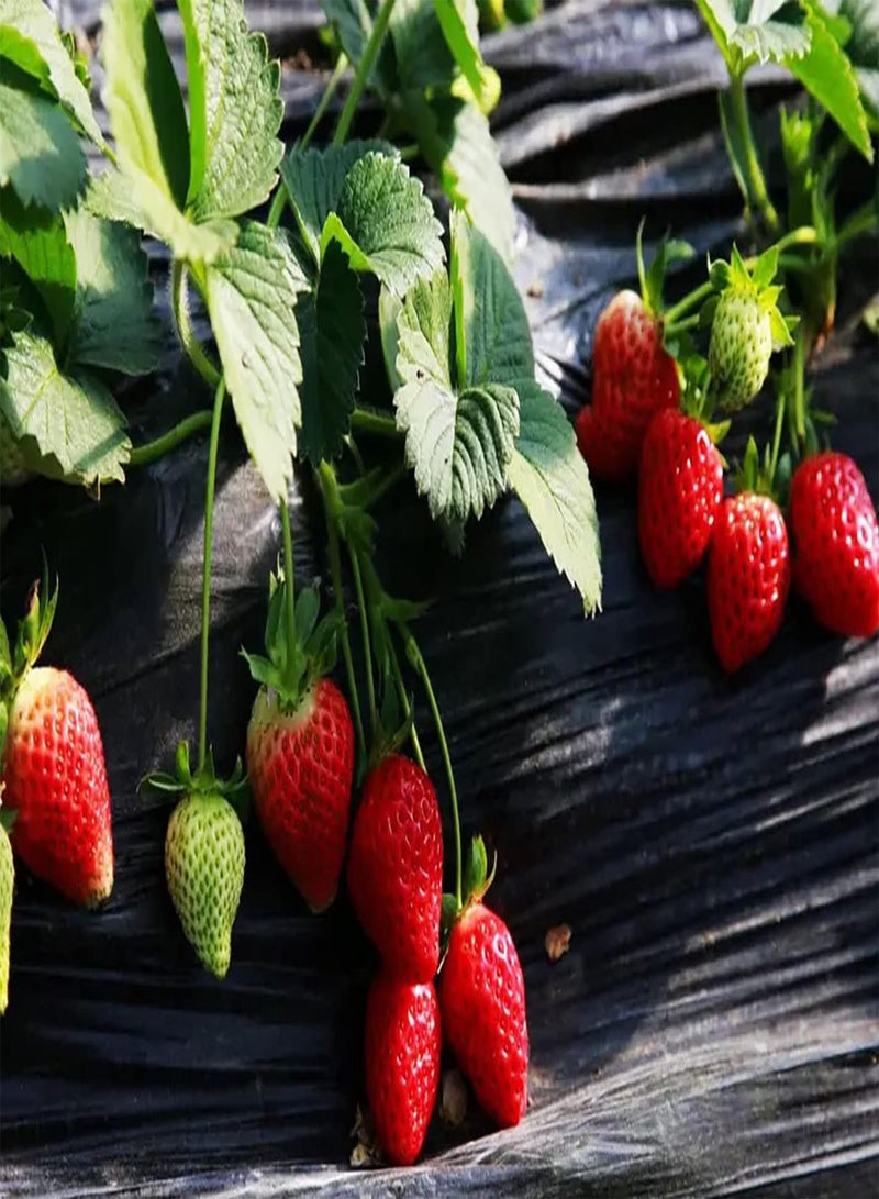 GGOOT 200pcs Red Strawberry Seeds Pollution Free Simple Entry Level Varieties Widely Used Easy Care for Bring Sense of Accomplishment Outdoor Planting - Image 1