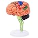 Ceonam Small Human Brain Model for Anatomy Study 32 Pieces DIY Assembly Brain Replica Kit with Stand Educational Tool for Students Teachers and Medical Healthcare Professionals - Image 2