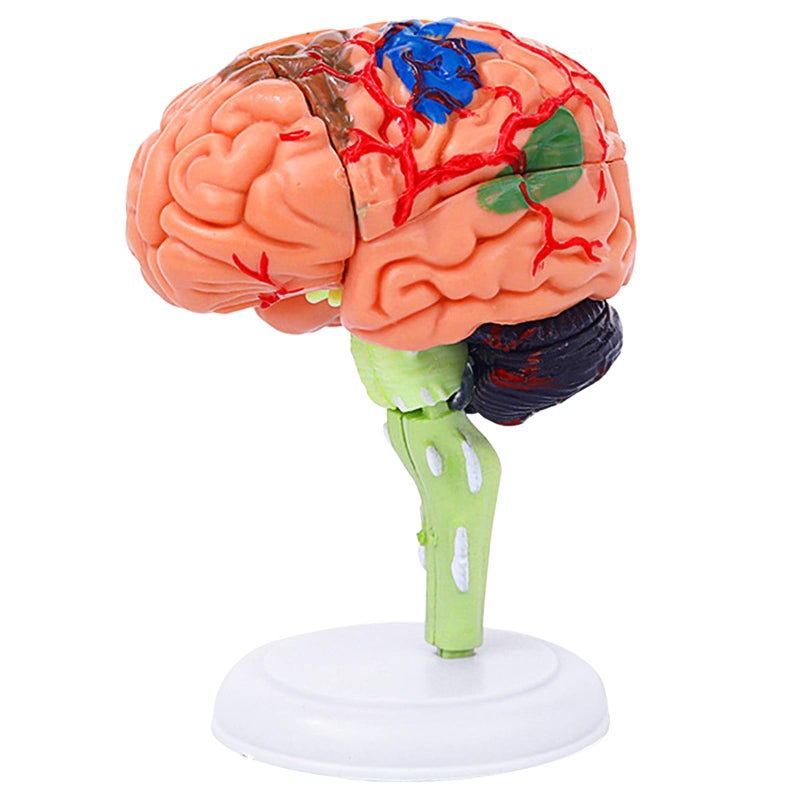 Ceonam Small Human Brain Model for Anatomy Study 32 Pieces DIY Assembly Brain Replica Kit with Stand Educational Tool for Students Teachers and Medical Healthcare Professionals - Image 3