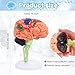 Ceonam Small Human Brain Model for Anatomy Study 32 Pieces DIY Assembly Brain Replica Kit with Stand Educational Tool for Students Teachers and Medical Healthcare Professionals - Image 4