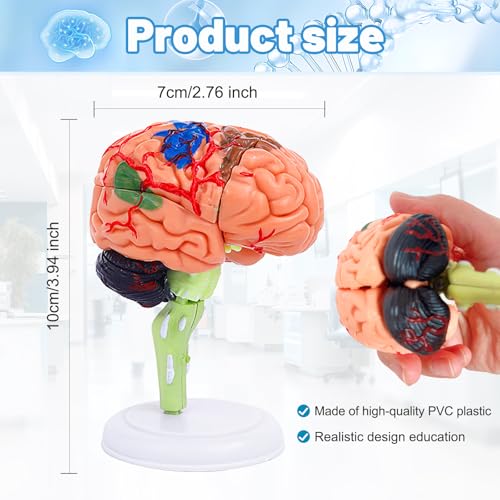 Ceonam Small Human Brain Model for Anatomy Study 32 Pieces DIY Assembly Brain Replica Kit with Stand Educational Tool for Students Teachers and Medical Healthcare Professionals - Image 5