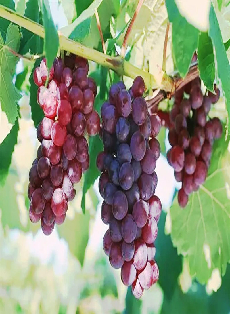GGOOT 20Stück rote Traubenkerne berühmte Kletterfrüchte Gartenliebhaber lieben Einfach zu wachsen geeignet für Hausgarten Balkonpflanzung wartungsarm - Image 1
