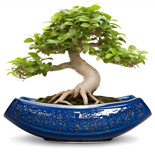 Teagas Bonsai Pots - 18 Inch Large Ceramic Succulent Pots for Indoor Outdoor, Bonsai Planter with Drainage Hole, Ceramic Flower Pot, Decorative Plant Pot, Gifts for Plant Lovers, Office Decor, Blue - Image 1