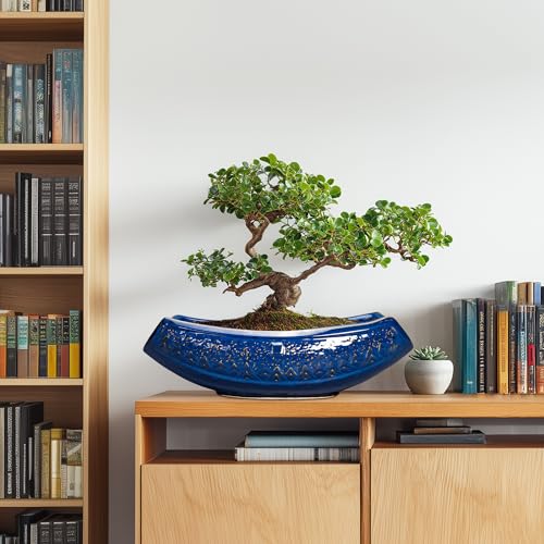 Teagas Bonsai Pots - 18 Inch Large Ceramic Succulent Pots for Indoor Outdoor, Bonsai Planter with Drainage Hole, Ceramic Flower Pot, Decorative Plant Pot, Gifts for Plant Lovers, Office Decor, Blue - Image 3