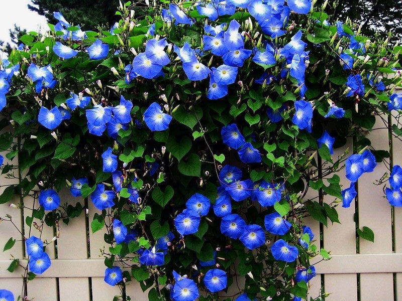 CZ Grain Blue Morning Glory Climbing Vine | 100 Seeds to Plant | Beautiful Flowering Vine - Image 1