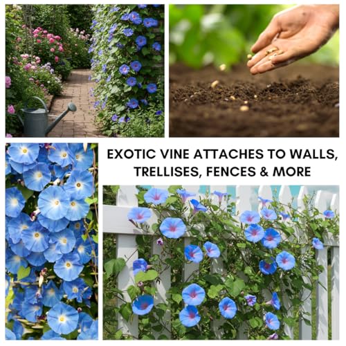 CZ Grain Blue Morning Glory Climbing Vine | 100 Seeds to Plant | Beautiful Flowering Vine - Image 3
