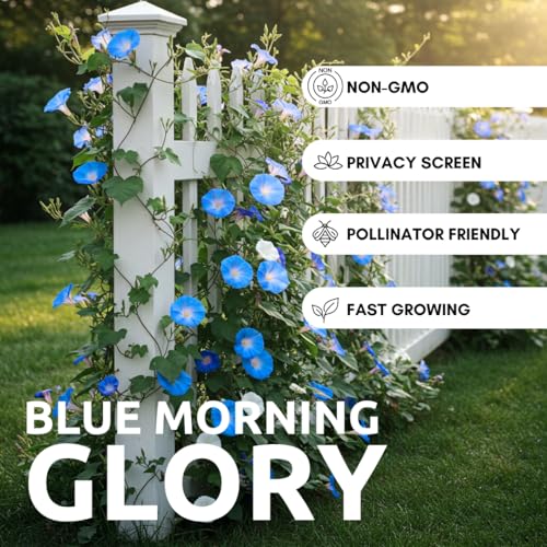 CZ Grain Blue Morning Glory Climbing Vine | 100 Seeds to Plant | Beautiful Flowering Vine - Image 2