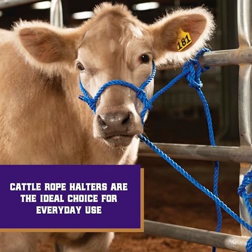 Weaver Livestock حزام حيوانات المزرعة من ويڤر، حبل بولي مضفر، قابل للتعديل، طراز حديث لحزام الأبقار والعجول، معدات التعامل مع الماشية للعرض، أزرق - Image 2