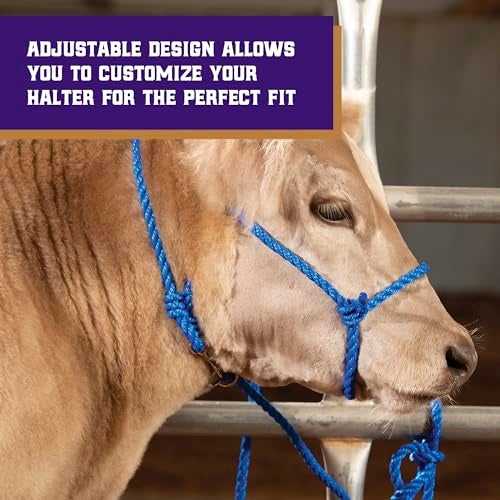 Weaver Livestock حزام حيوانات المزرعة من ويڤر، حبل بولي مضفر، قابل للتعديل، طراز حديث لحزام الأبقار والعجول، معدات التعامل مع الماشية للعرض، أزرق - Image 4