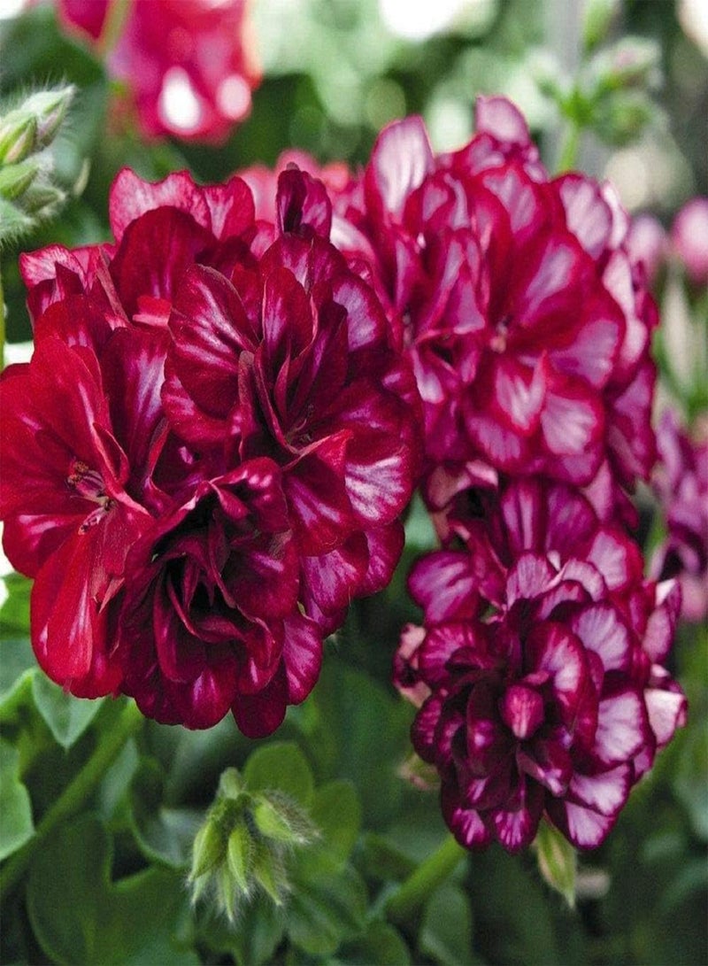 جي جوت 30 قطعة من بذور إبرة الراعي، نبات غريب أرجواني غامض، أزهار صيفية مزهرة عطرية ترمز إلى السعادة، مزروعة في حديقة فناء حافة النافذة