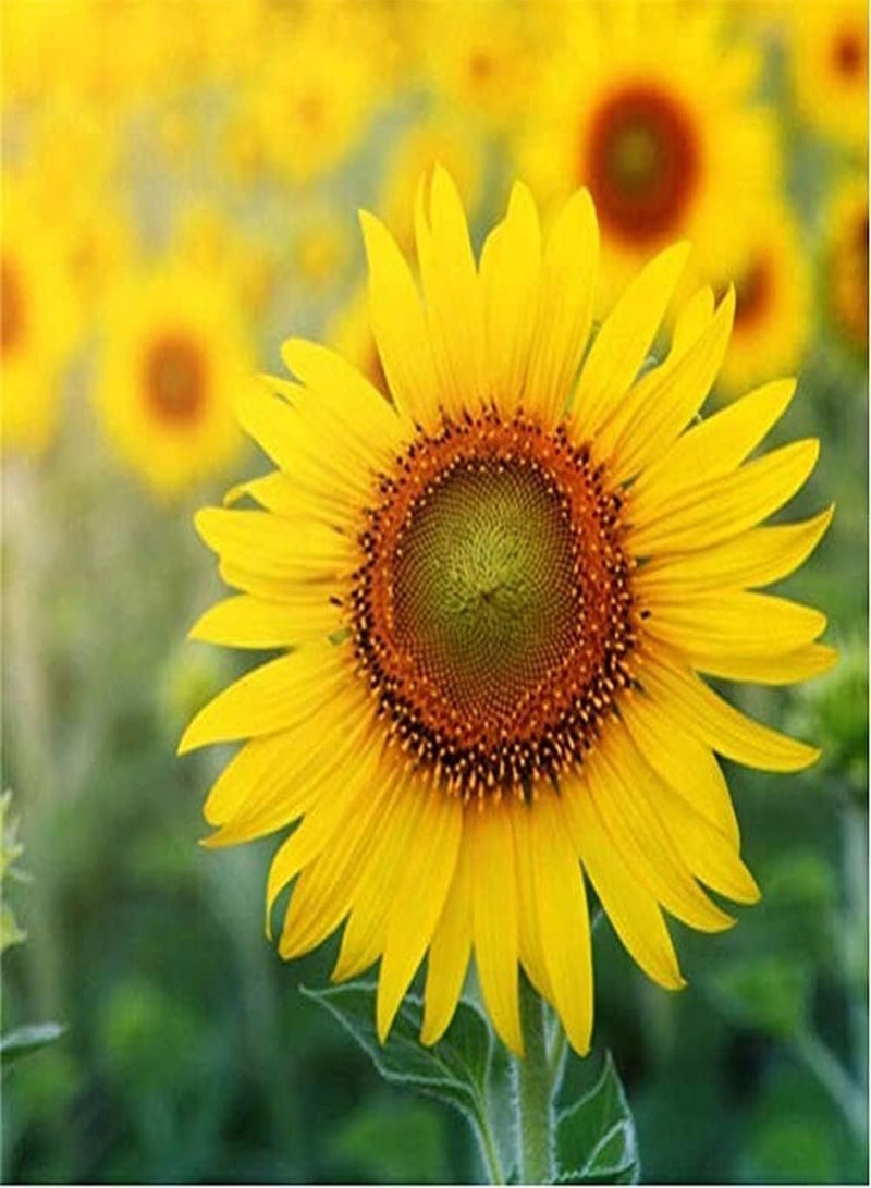 جي جوت 100 قطعة من بذور عباد الشمس للزراعة في الحدائق المنزلية الداخلية والخارجية، الخيار الأفضل للسلال المعلقة والزهور المقطوفة سهلة الزراعة ومنخفضة الصيانة - Image 1