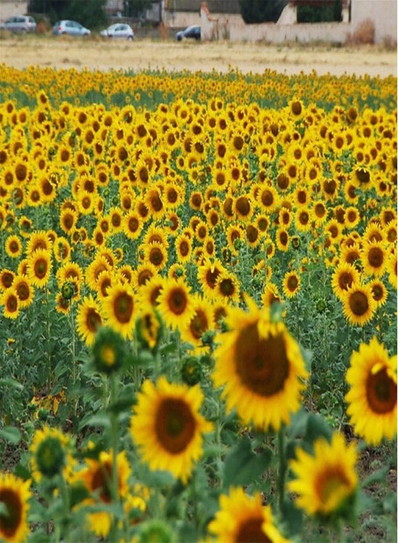 جي جوت 100 قطعة من بذور عباد الشمس للزراعة في الحدائق المنزلية الداخلية والخارجية، الخيار الأفضل للسلال المعلقة والزهور المقطوفة سهلة الزراعة ومنخفضة الصيانة - Image 3