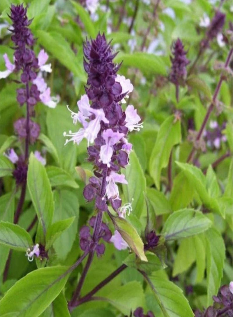 GGOOT 200pcs Basil Seeds Heirloom Vegetable Seed Garden Planting Cool Summer Strong Adaptability for Indoor and Outdoor Harvested Vegetable Varieties - Image 2