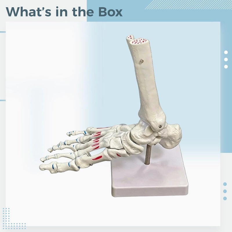 Foot Joint Model with Muscle Markings, 8.7 in Foot Skeleton for Anatomy Study, Articulated Podiatrist Model with Base - Image 3
