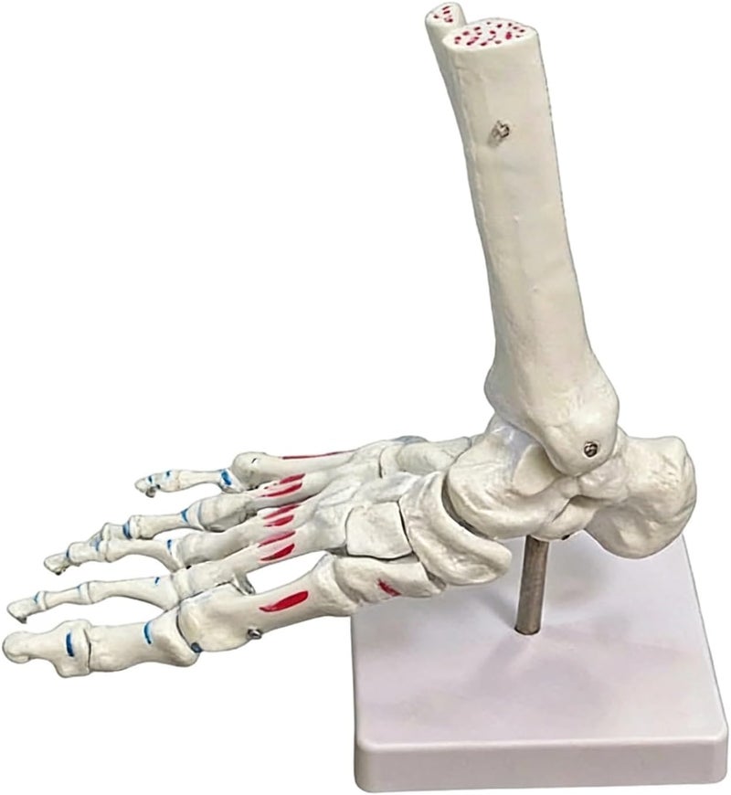 Foot Joint Model with Muscle Markings, 8.7 in Foot Skeleton for Anatomy Study, Articulated Podiatrist Model with Base - Image 1