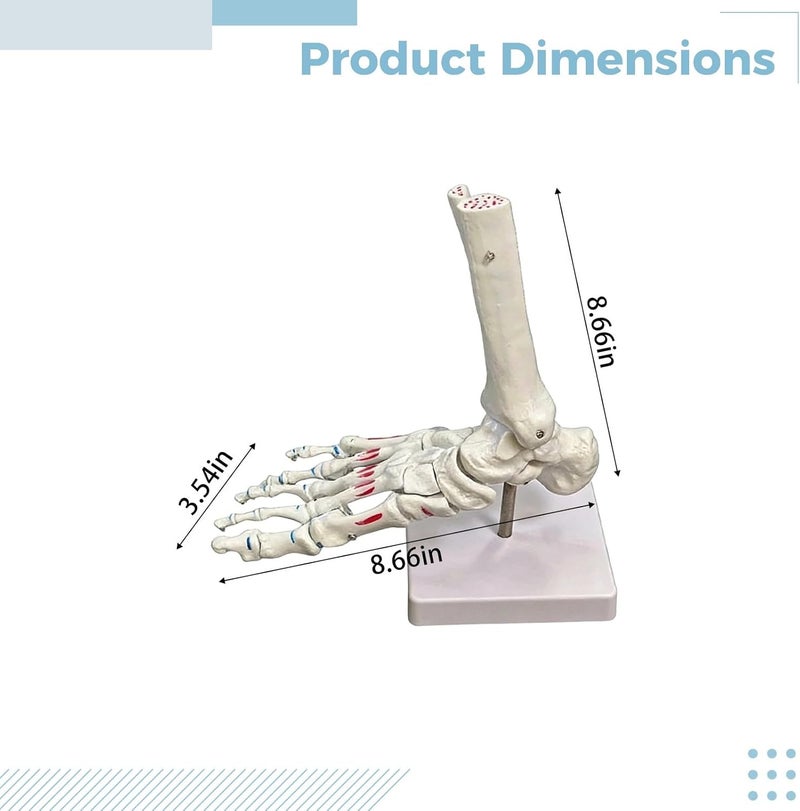Foot Joint Model with Muscle Markings, 8.7 in Foot Skeleton for Anatomy Study, Articulated Podiatrist Model with Base - Image 2