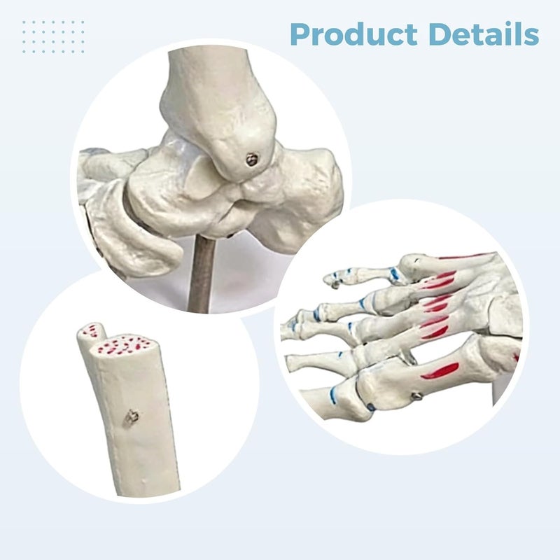 Foot Joint Model with Muscle Markings, 8.7 in Foot Skeleton for Anatomy Study, Articulated Podiatrist Model with Base - Image 5