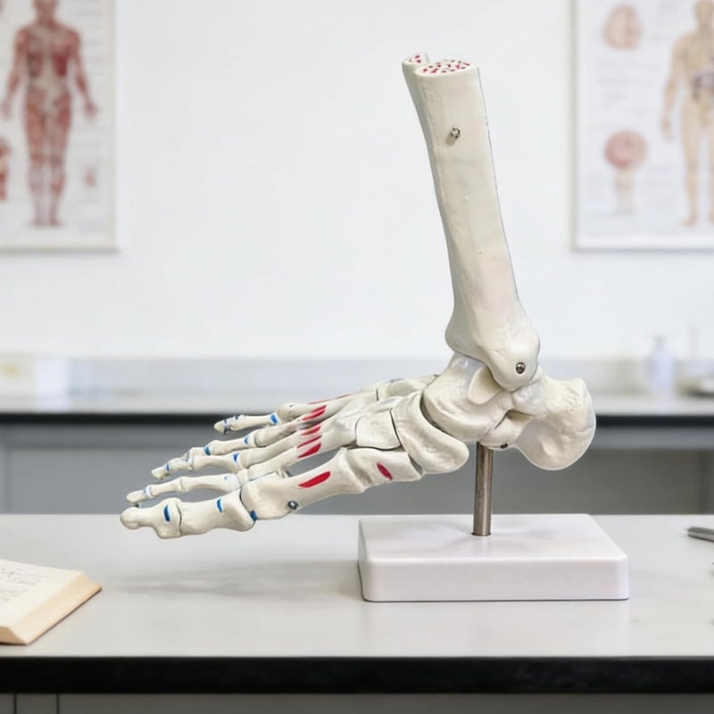 Foot Joint Model with Muscle Markings, 8.7 in Foot Skeleton for Anatomy Study, Articulated Podiatrist Model with Base - Image 4