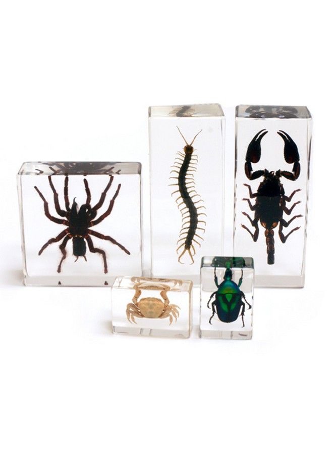 REALBUG Arthropod Collection 5Pc Set - Image 1