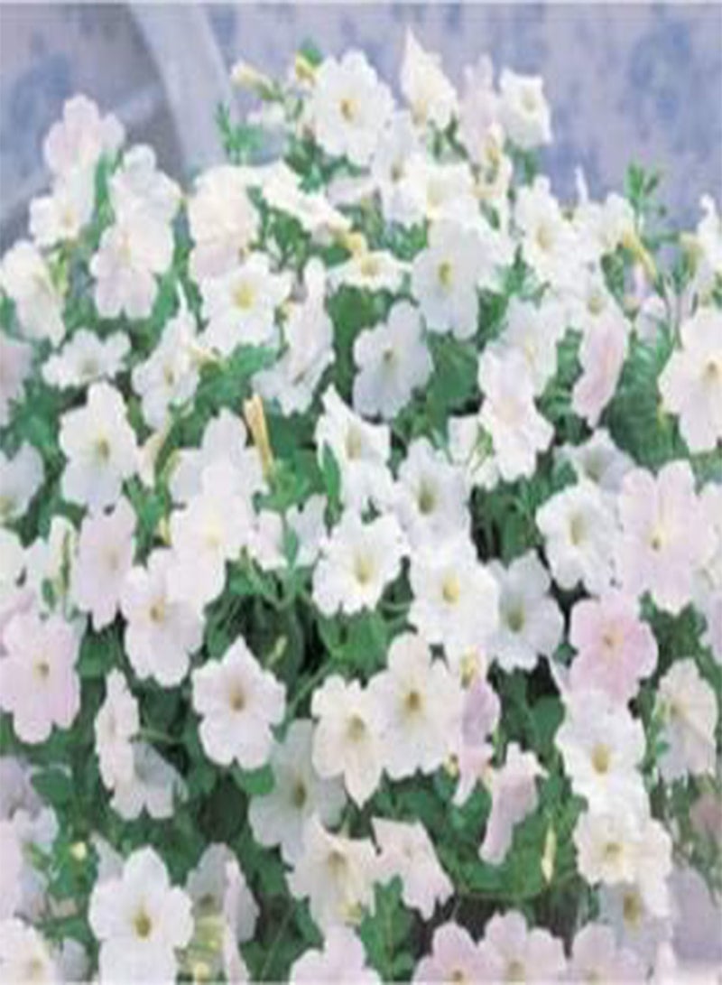 GGOOT seeds Fresh 200 pcs DIY Home Garden  Flower seeds for Planting White 1