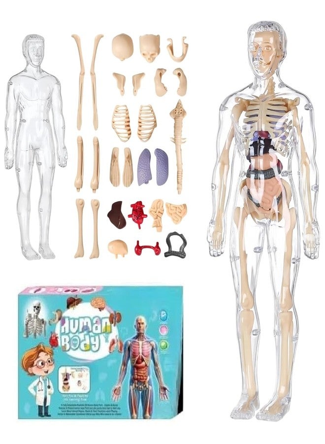 NEEL 29-Pcs Human Body Structure Model for Kids -3D Anatomy Puzzle Toy with Removable Bones & Organs | STEM Educational Toy for Ages 6-14 Years DIY Human Body Parts Model Puzzel - Image 1