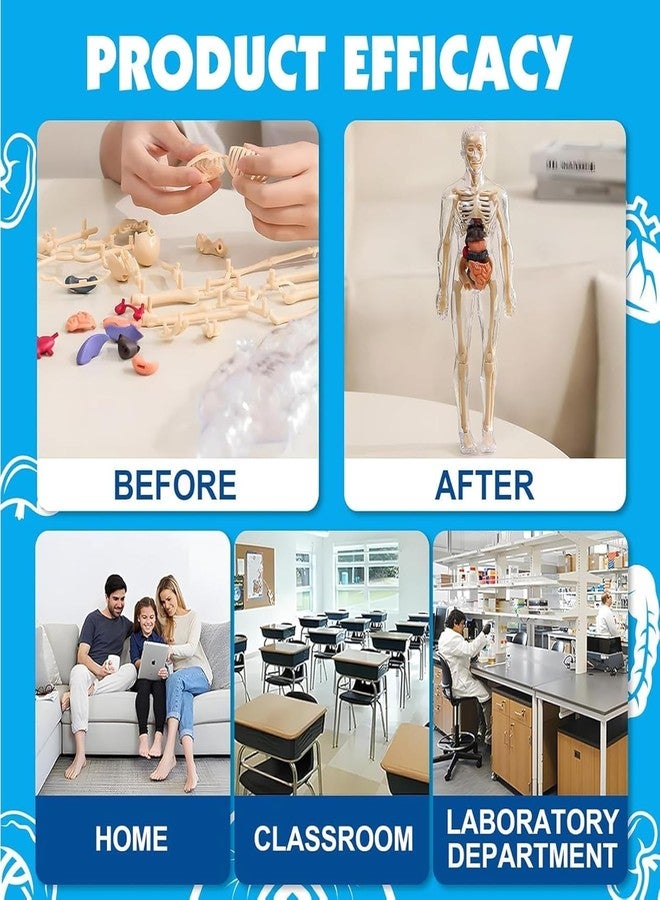 NEEL 29-Pcs Human Body Structure Model for Kids -3D Anatomy Puzzle Toy with Removable Bones & Organs | STEM Educational Toy for Ages 6-14 Years DIY Human Body Parts Model Puzzel - Image 4