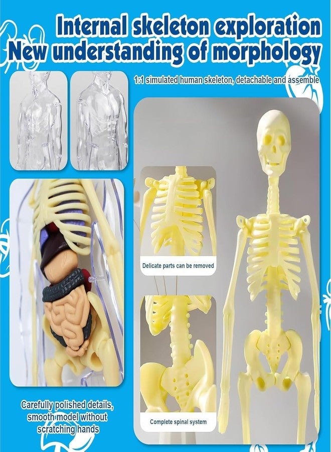 NEEL 29-Pcs Human Body Structure Model for Kids -3D Anatomy Puzzle Toy with Removable Bones & Organs | STEM Educational Toy for Ages 6-14 Years DIY Human Body Parts Model Puzzel - Image 2