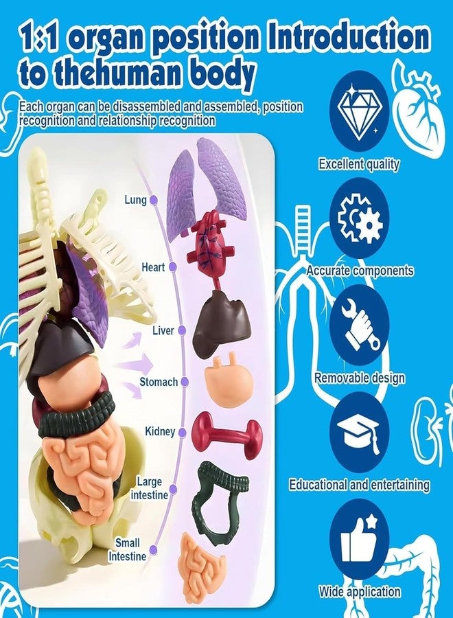 NEEL 29-Pcs Human Body Structure Model for Kids -3D Anatomy Puzzle Toy with Removable Bones & Organs | STEM Educational Toy for Ages 6-14 Years DIY Human Body Parts Model Puzzel - Image 5