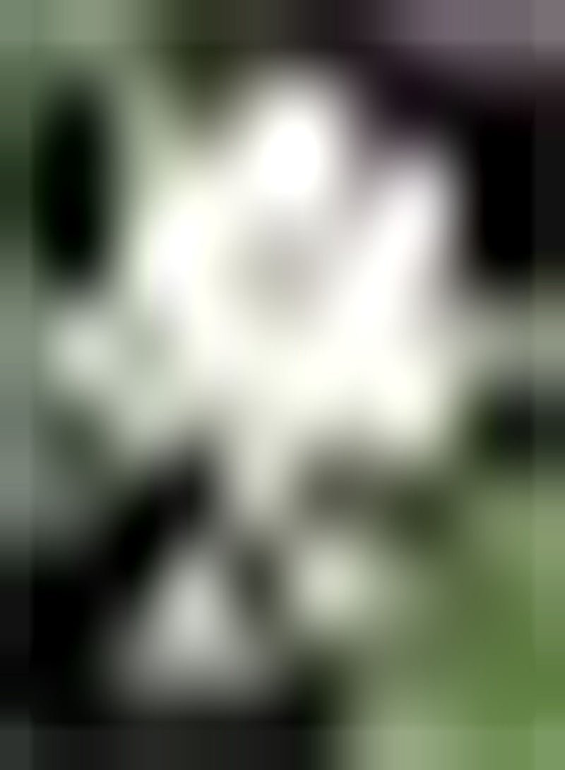 GGOOT 10pcs Witte Lotus Zaden Waterlelie voor Thuis Planten Ornamenta Bloem Zuiveren Water en Lucht Aquatische Planten voor Binnenplaats Hotel Goldfish Pond - Image 1