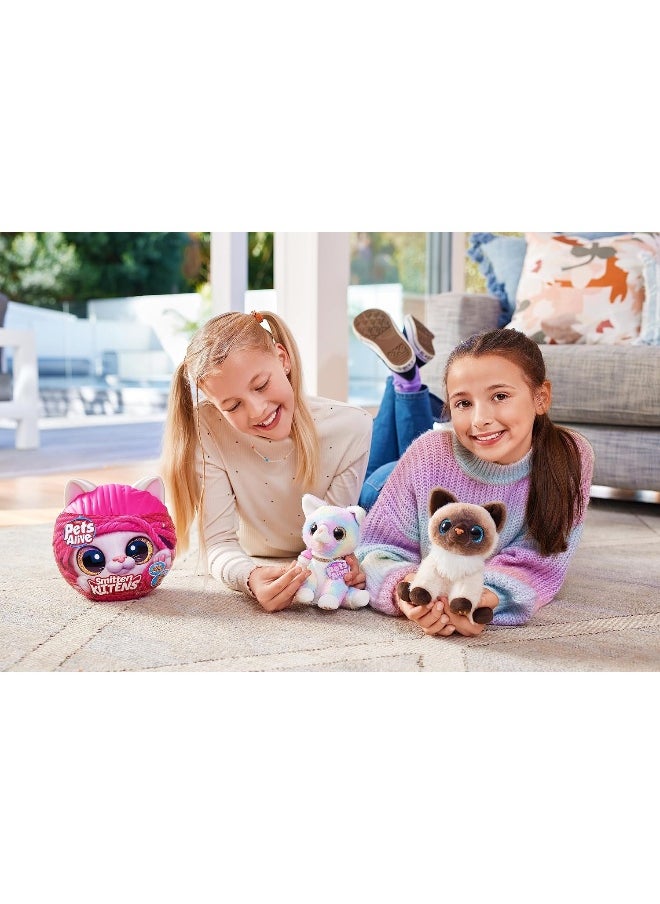 Pets Alive - قطة مفتونة بالحيوانات الأليفة، سيسي، من زورو، بالتبني، قطة (سيسي) - Image 1