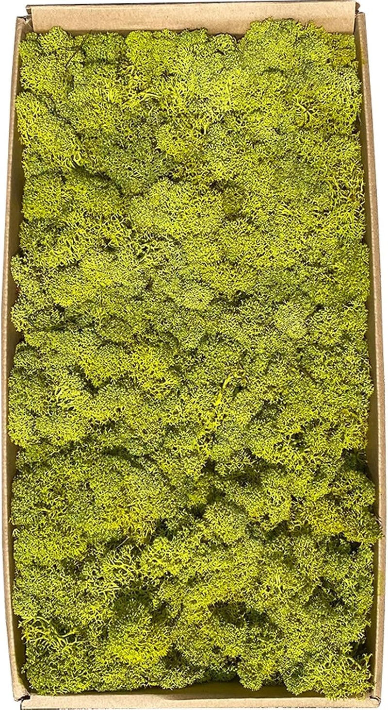 Gusaloo Preserved 1.1lb Moss Artificial Moss Natural Fresh Green Moss for Craft Handicraft Arts Floral Project Wall Decor Table Decor Wedding Centerpieces Garden Terrariums Decoration - Image 1