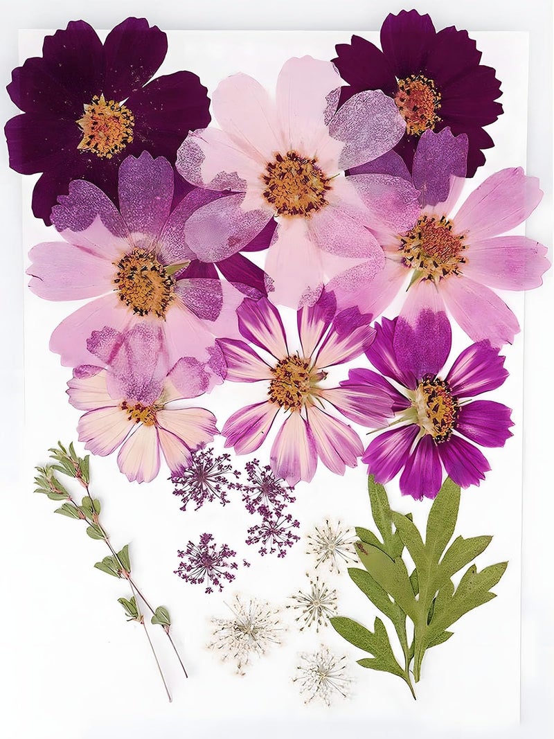 AHTONG Big Dried Flowers for Resin Mold Pressed Flower Natrual Dry Leaves Plant Herbarium for Scrapbooking Supplies Candle Making Purple Galsang