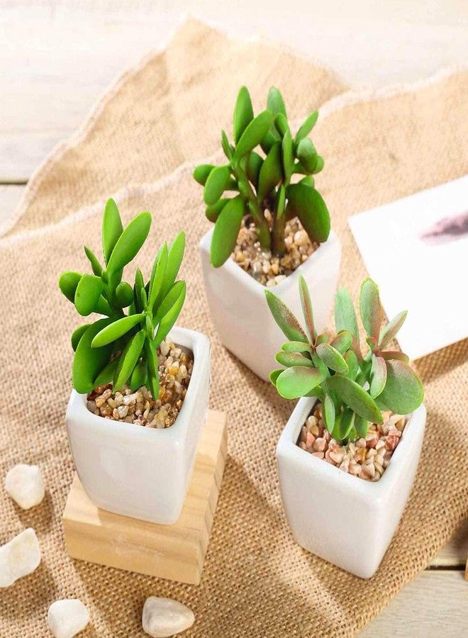 VAYINATO® Natural Decorative Mini River Rock Stones Small Chips Aquarium Gravel Top Dressing Terrarium Sand for Potted Plants, Aquariums, Lanscaping (Gold Sand Rock) (1Kg) by Petzlifeworld - Image 5