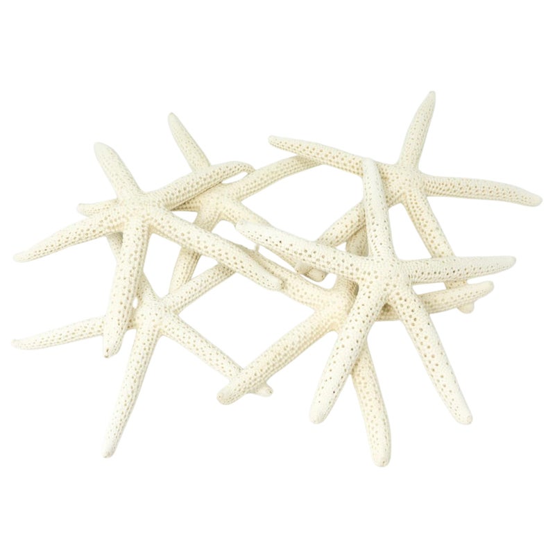 Nautical Crush Trading Starfish Decor Star Fish for Craft 10pk Real 45 White Sea Stars Beach Wedding Decor Coastal Party Decorations Seashell Decor Shells for Crafts Nautical Decor Bulk Shells for Crafts