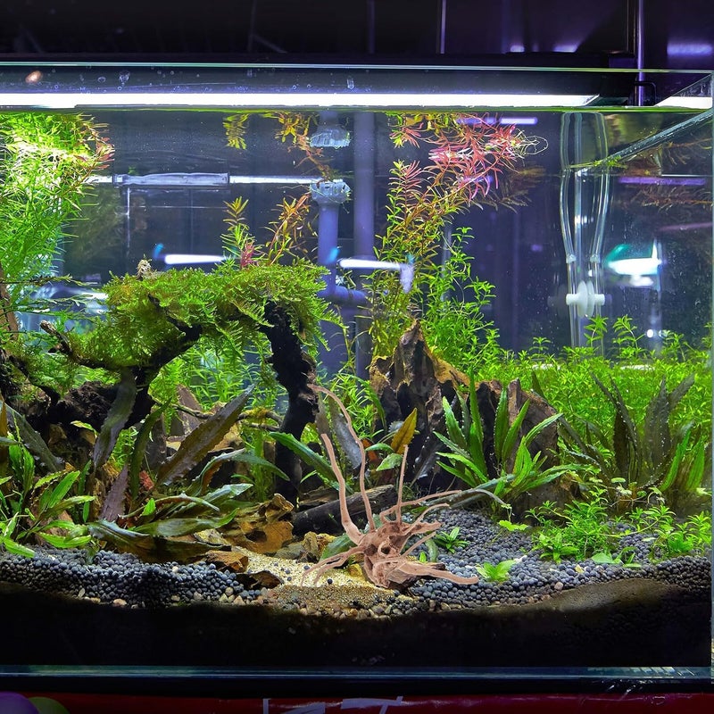 Toyvian 3pcs Natural Aquarium Driftwood Decoration Set, Small Irregular Wood Branches (10-25cm) for Freshwater Fish Tank Ornament and Aquatic Terrarium Accessory - Image 5