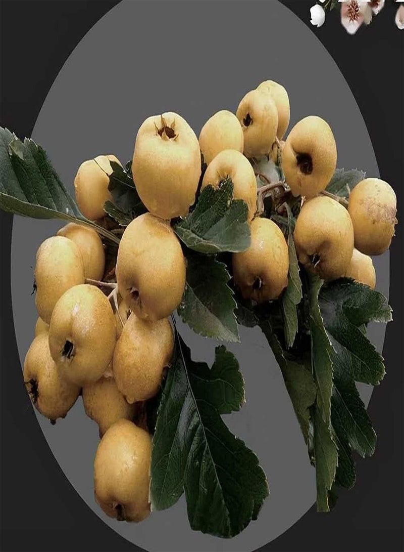 جي جوت 20 قطعة من بذور الزعرور الصفراء المميزة، ثمار طبيعية متوفرة دائمًا في المنزل، تُزرع في قطع لتشكيل المناظر الطبيعية - Image 1