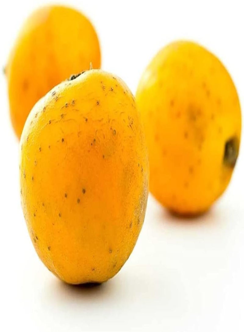 جي جوت 20 قطعة من بذور الزعرور الصفراء المميزة، ثمار طبيعية متوفرة دائمًا في المنزل، تُزرع في قطع لتشكيل المناظر الطبيعية - Image 2