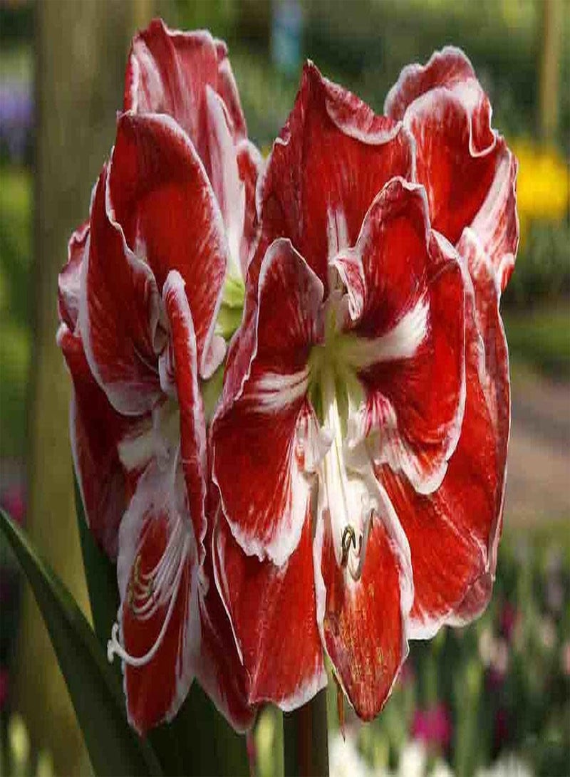 GGOOT 2pcs Rot Weiß Rosa Amaryllis Zwiebeln Zum Pflanzen von Amaryllis Zwiebeln im Topf für Zuhause Pflanzen Garten Balkon Dekoration mit frischem Geruch - Image 2